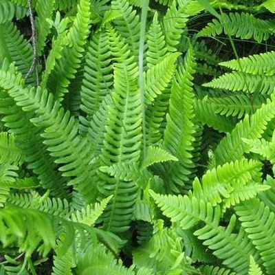 Blechnum - Fougère persistante en épi - Leaderplant
