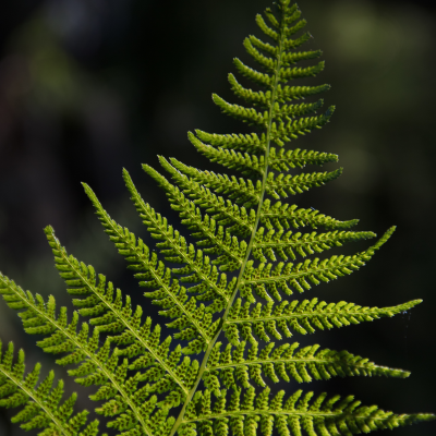 Fougère géante Woodwardia  - Leaderplant