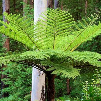 Fougère arborescente / Cyathea cooperi - Leaderplant