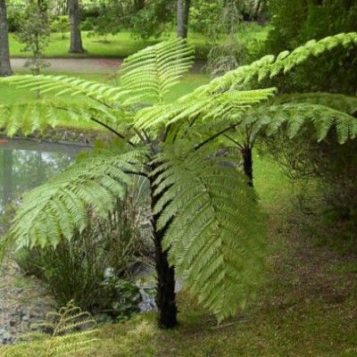 Fougère arborescente / Cyathea cooperi - Leaderplant