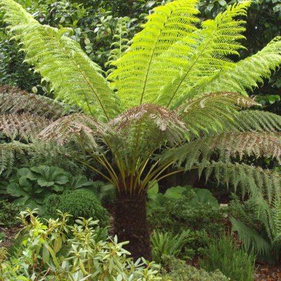 Fougère arborescente - Dicksonia - Leaderplant