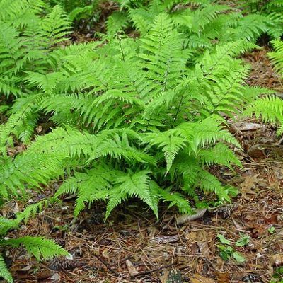 Fougère femelle Rotsteil - Leaderplant