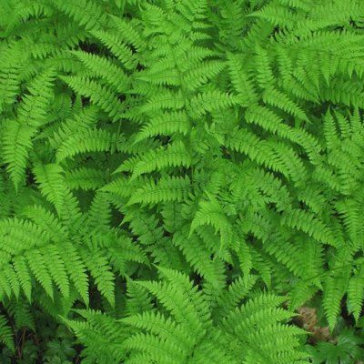 Fougère femelle Rotsteil - Leaderplant