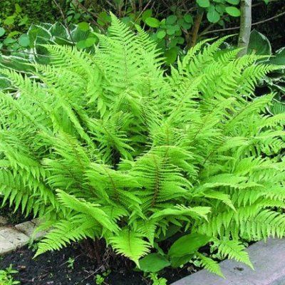 Fougère femelle Rotsteil - Leaderplant