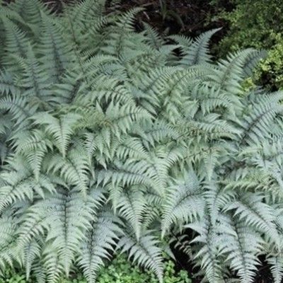 Fougère du japon Ghost - Leaderplant