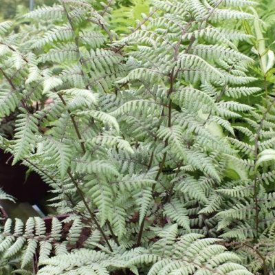 Fougère du japon Ghost - Leaderplant