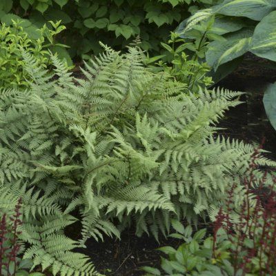 Fougère du japon Ghost - Leaderplant