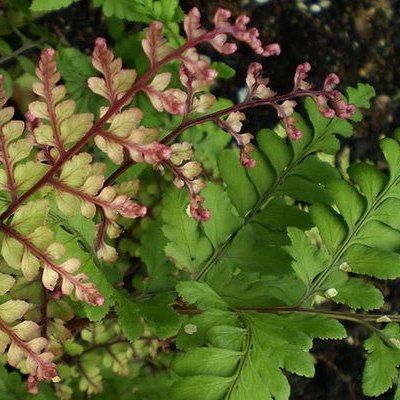 Fougère Okanum - Leaderplant