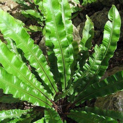 Fougère scolopendre - langue de cerf - Leaderplant