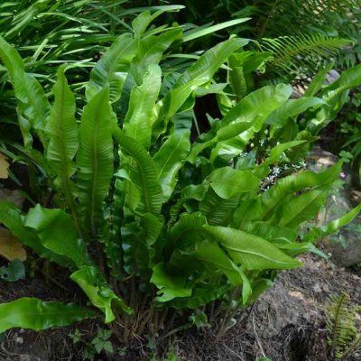 Fougère scolopendre - langue de cerf - Leaderplant