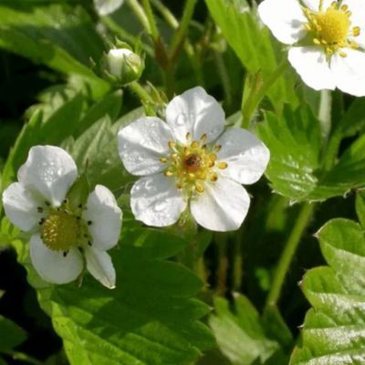 Fraisier Mount Omei  - Leaderplant