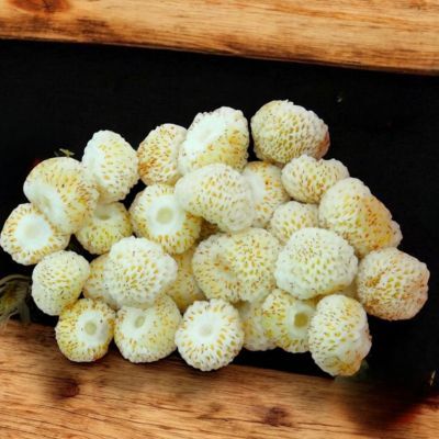 Fraisier Mount Omei  - Leaderplant