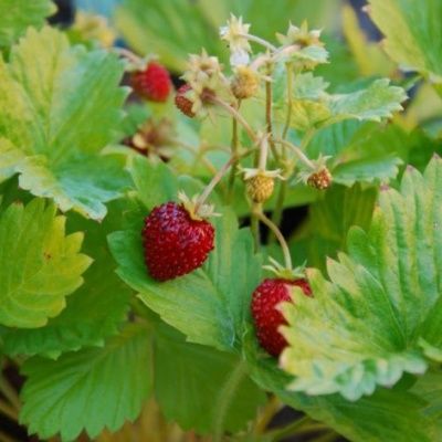 Fraisier des Bois Alexandria - Leaderplant