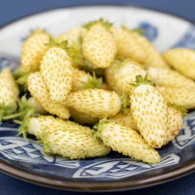 Fraisier des bois Alpine Yellow - Leaderplant