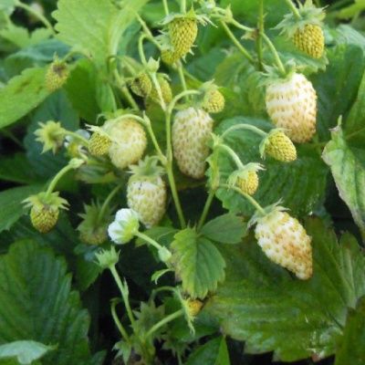 Fraisier des bois Alpine Yellow - Leaderplant