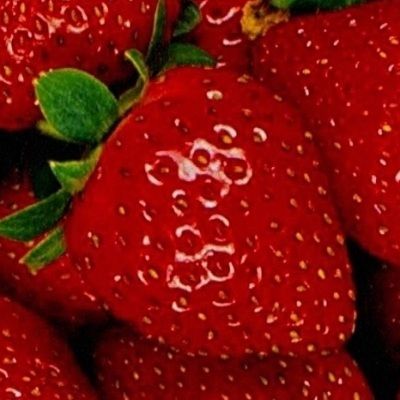 Fraisier Charlotte - Leaderplant