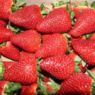 Fraisier Ciflorette  - Leaderplant