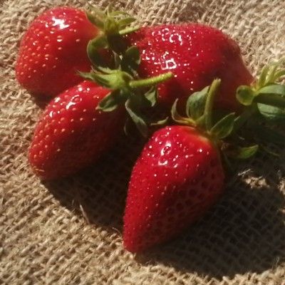 Fraisier Cirafine - Leaderplant