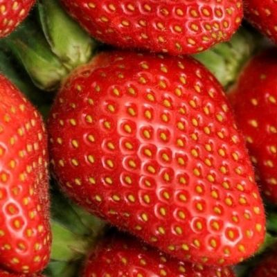 Fraisier Gariguette - Leaderplant
