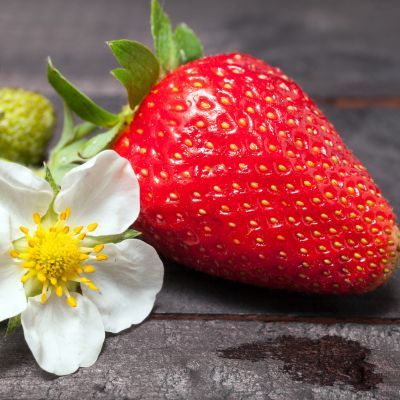 Fraisier Gento - Leaderplant