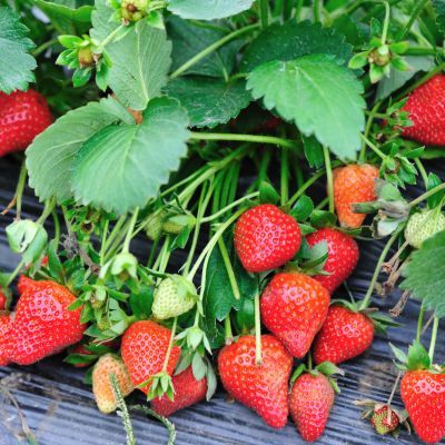 Fraisier Gento - Leaderplant