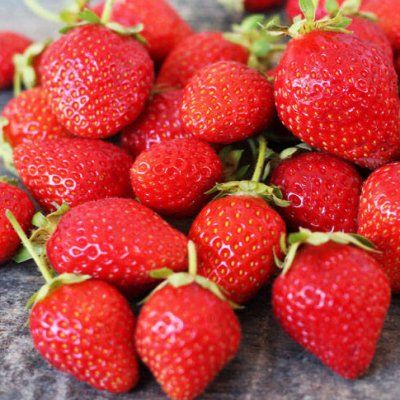 Fraisier Mariguette - Leaderplant