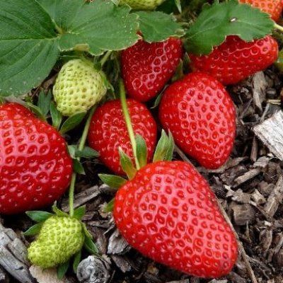 Fraisier Mariguette - Leaderplant