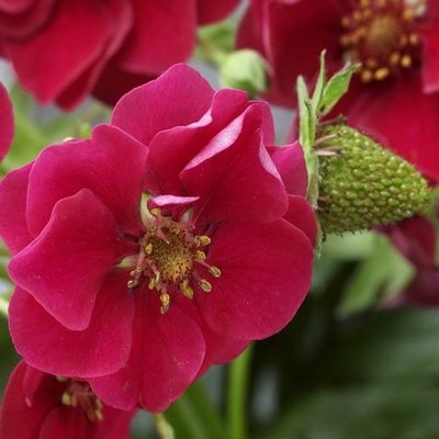 Fraisier à fleurs roses Summer Breeze  - Leaderplant