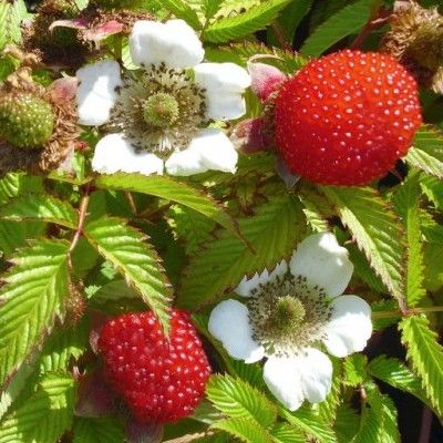 Framboisier Fraise - Leaderplant