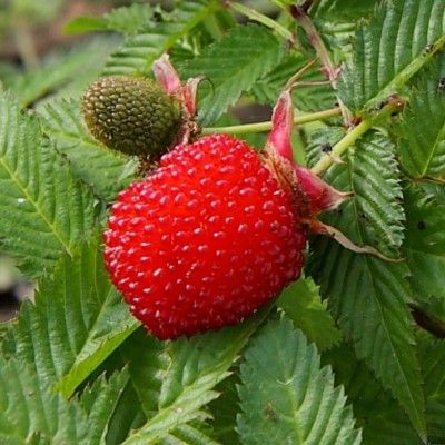 Framboisier Fraise - Leaderplant