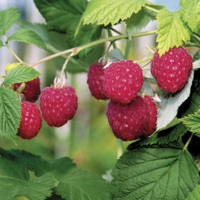 Framboisier Glen Ample sans épines/Rubus Glen Ample - Leaderplant