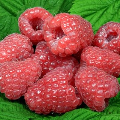 Framboisier gros fruits Glen Dee  - Leaderplant