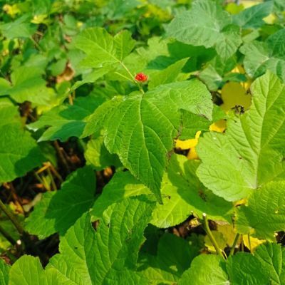 Framboisier Hara - Leaderplant