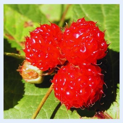 Framboisier Hara - Leaderplant