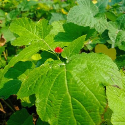 Framboisier Hara - Leaderplant