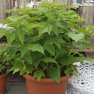 Framboisier nain Little Sweet Sister ® - Leaderplant