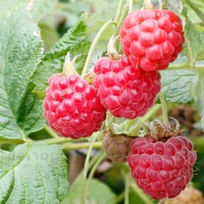 Kit Framboisier et Murier Nain - 3 variétés - Leaderplant