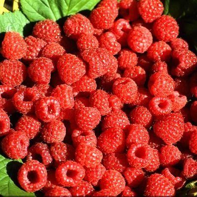 Framboisier remontant Marastar ® COVMA2920 - Leaderplant