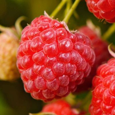 Framboisier à gros fruits 'Meeker' (non remontant) - Leaderplant