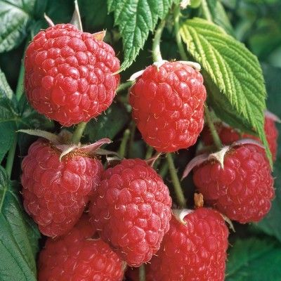 Framboisier remontant 'Autumn Bliss' ® - Leaderplant