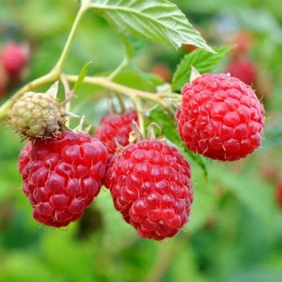 Framboisier remontant Héritage - Leaderplant