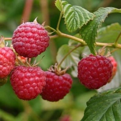 Framboisier Tulameen  (non remontant) - Leaderplant