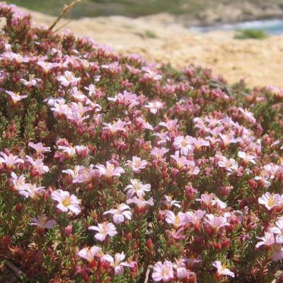Franconie lisse - Leaderplant