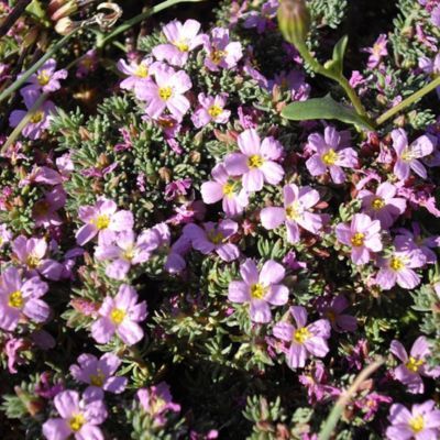 Franconie lisse - Leaderplant