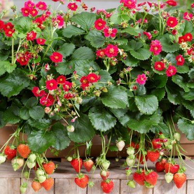 Fraisier à fleurs roses Summer Breeze  - Leaderplant