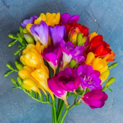 Freesia à fleurs doubles en mélange (15 bulbes) - Leaderplant