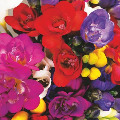 Freesia à fleurs doubles en mélange (15 bulbes) - Leaderplant