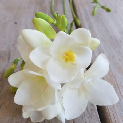 Freesia à fleurs simples Blanc (10 bulbes) - Leaderplant