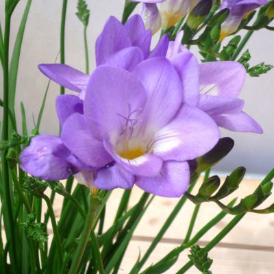 Freesia à fleurs simples Bleu (10 bulbes) - Leaderplant