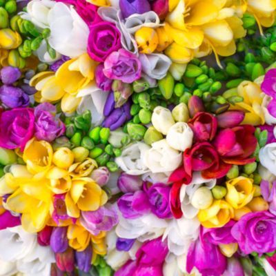 Freesia à fleurs simples en mélange (15 bulbes) - Leaderplant